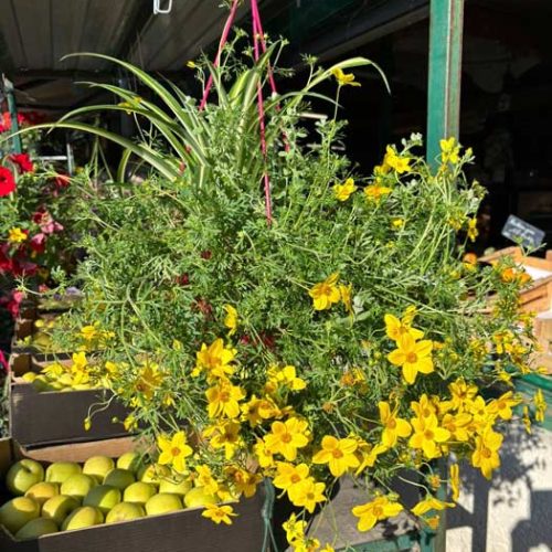 Fleurs et plants maraîchers à Pézenas