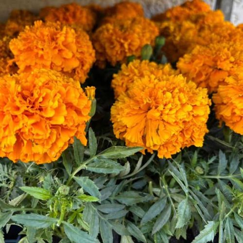 Fleurs et plants maraîchers à Pézenas