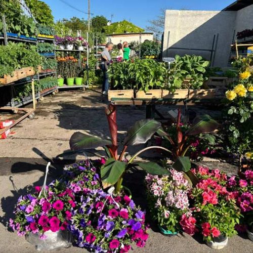 Fleurs et plants maraîchers à Pézenas