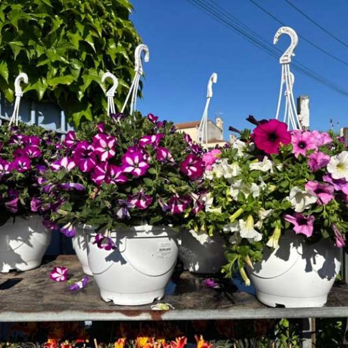 Fleurs et plants maraîchers à Pézenas