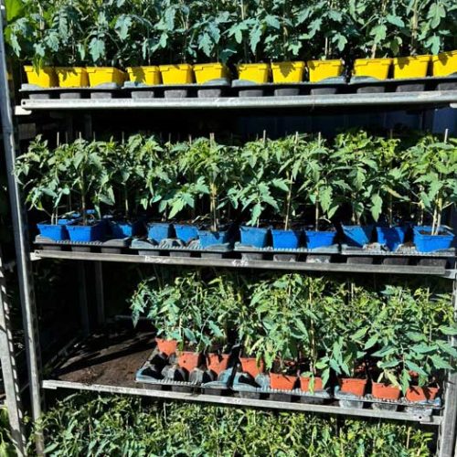 Fleurs et plants maraîchers à Pézenas