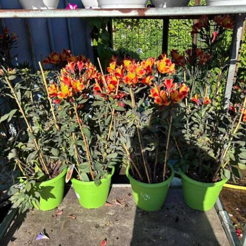 Fleurs et plants maraîchers à Pézenas