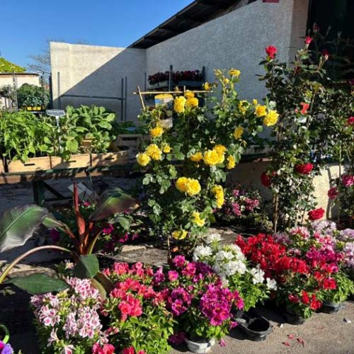 Fleurs et plants maraîchers à Pézenas