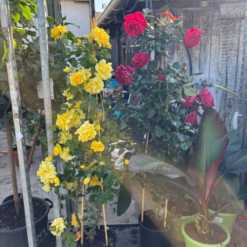 Fleurs et plants maraîchers à Pézenas