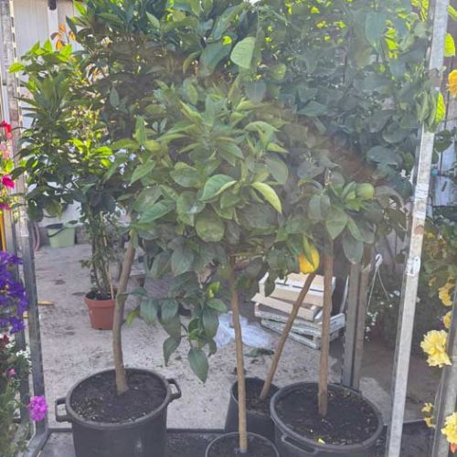 Fleurs et plants maraîchers à Pézenas