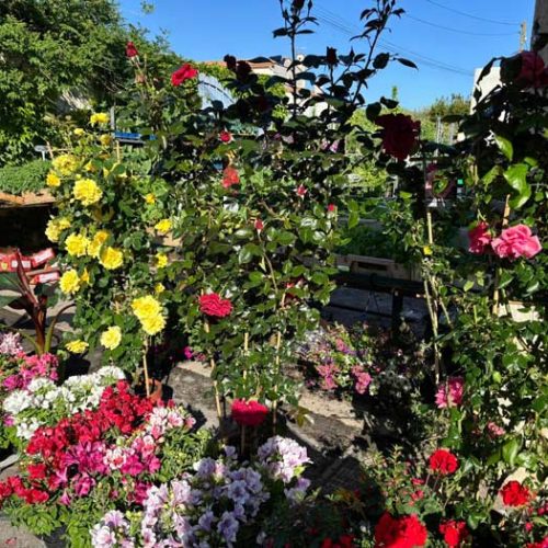 Fleurs et plants maraîchers à Pézenas