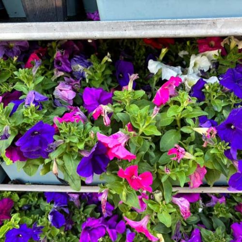 Fleurs et plants maraîchers à Pézenas