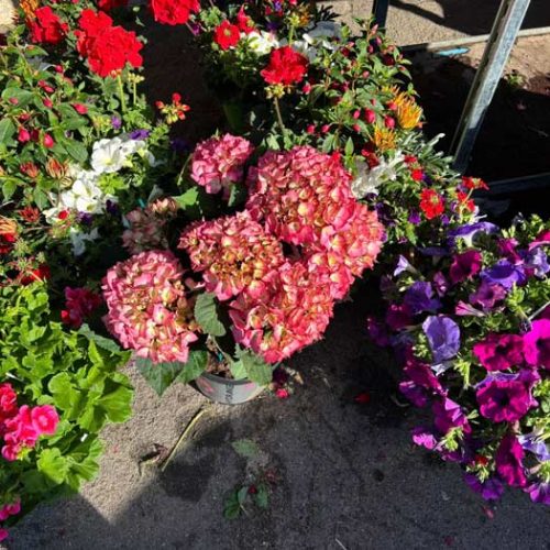 Fleurs et plants maraîchers à Pézenas