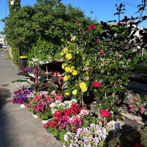 Fleurs et plants maraîchers à Pézenas