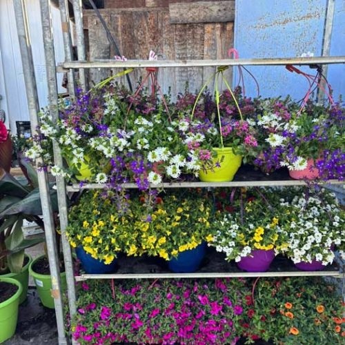 Fleurs et plants maraîchers à Pézenas
